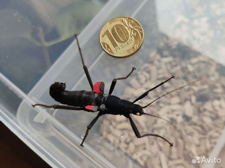 Перуанский палочник