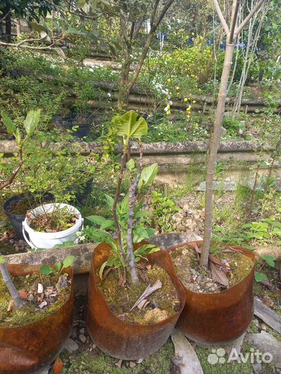 Саженцы инжира