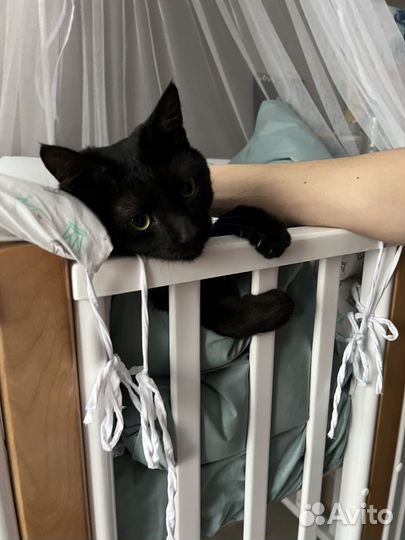 Отдам котика в добрые руки