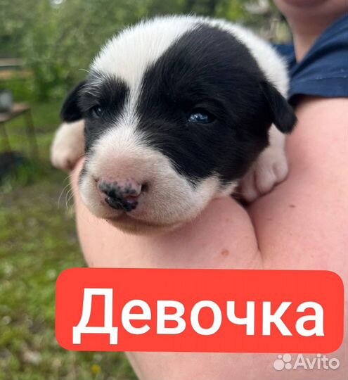 Щенки лайки