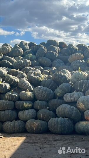 Продаю семена сорт жаба(мраморная)