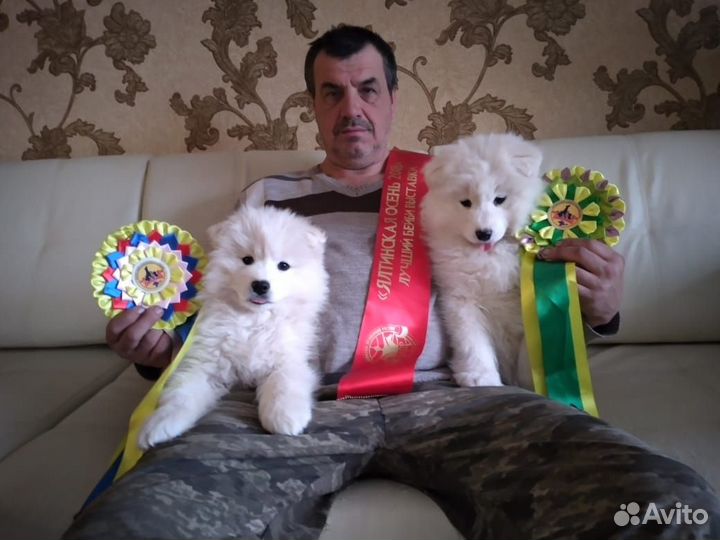 Щенки самой красивой в мире собаки самоеда