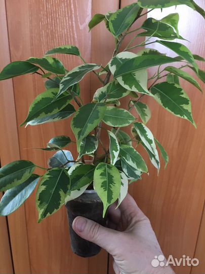 Шефлера,Фикус бенджамина