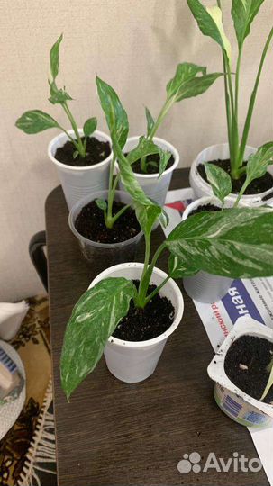 Спатифиллум джемини