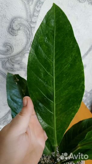 Антуриум вариегатный