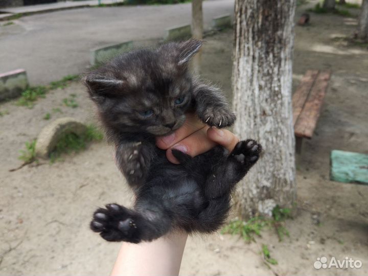 Котята в добрые руки 1 месяц