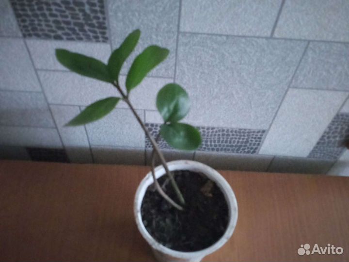 Замиакулькас. «Долларовое дерево»