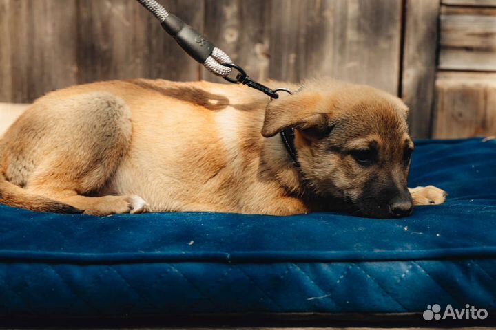 Щенки в дар