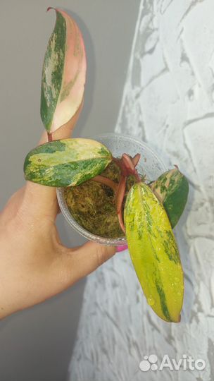 Комнатные цветы