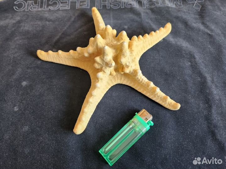 Морские ракушки раковины большие