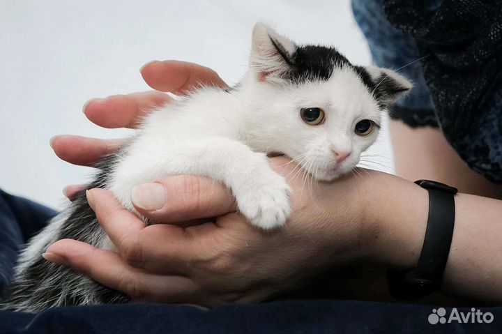 Трогательная Котёночек ищет дом