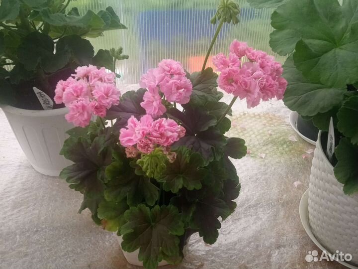 Kvarnlyckans Anna-Jeanette, Odensjö Made in Sweden