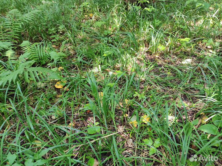 Продукты питания лисички