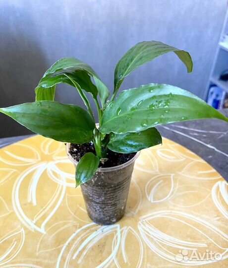 Спатифиллум женское счастье