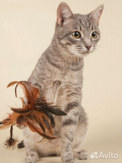 Малыш, ласковый котик тарахтелкин ищет семью