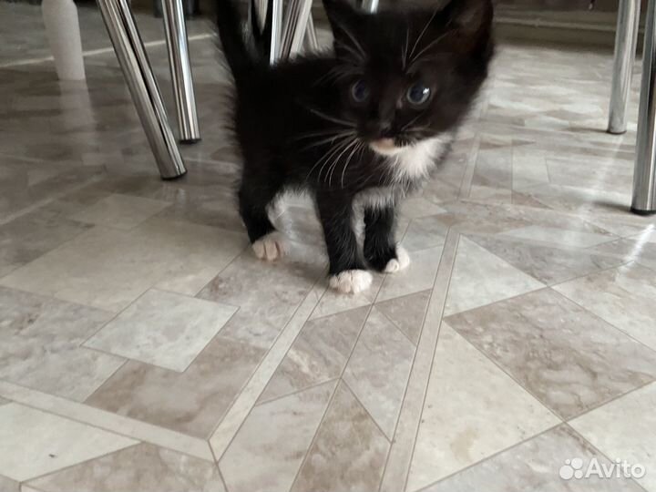 Отдам в добрые руки котят