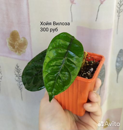 Хойя, комнатные растения