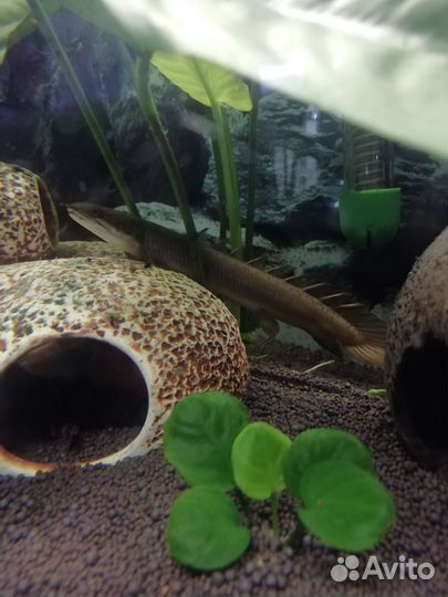 Полиптерус сенегальский