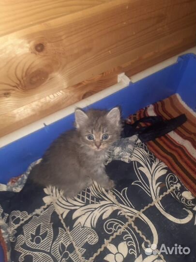 Персидская