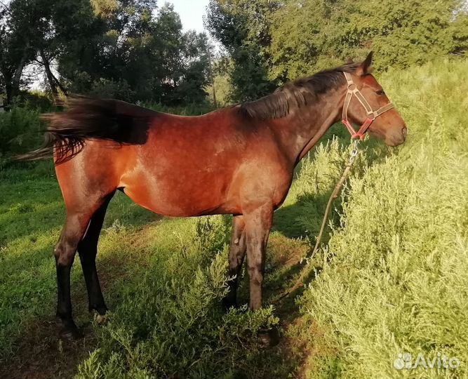 Лошадь кобылы