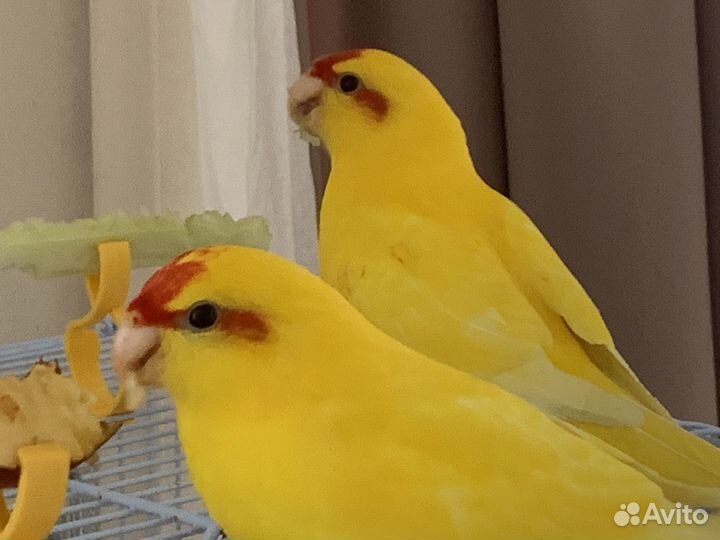 Какарики, пара 7 мес