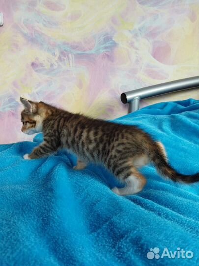 Котята Абиссинской породы