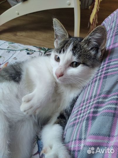 Котёнок ищет дом