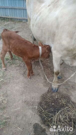 Телята бычки