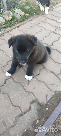Щенки русско европейской лайки