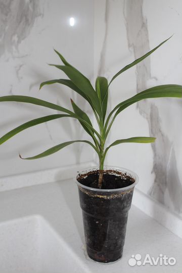 Папоротник нефролепис, пальма драцена-офисные раст