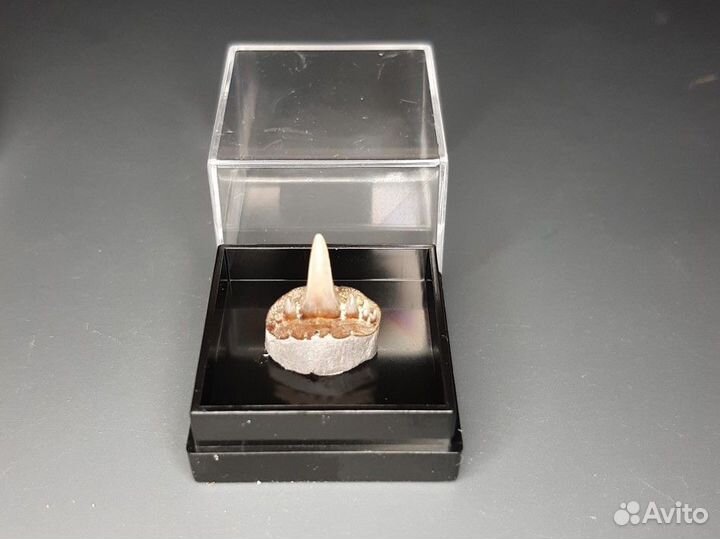 Зубы акулы Paraorthacodus