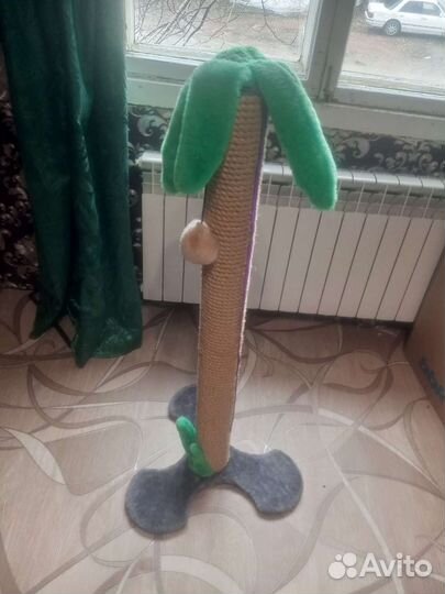 Когтеточка пальма