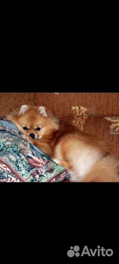 Померанский шпиц