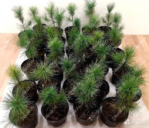 Саженцы сибирского кедра