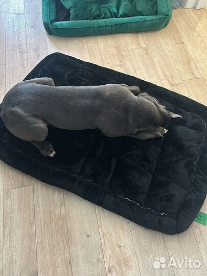 Американский велюр для собак