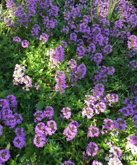 Травы и цветы для альпийских горок