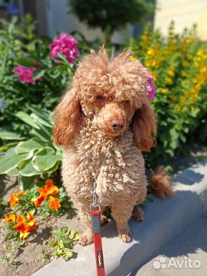 Передержка собак Москва