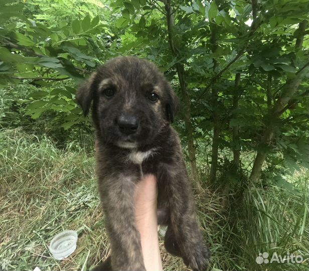 Щенки в добрые руки