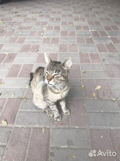 Котики бесплатно в добрые руки