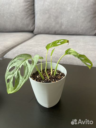 Монстера манки маск