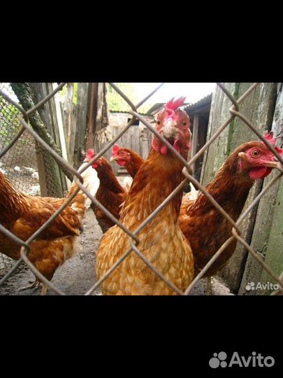 Курочка несушки