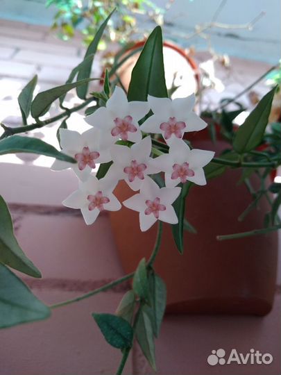 Продам хойи