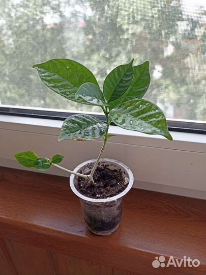 Табернемонтана