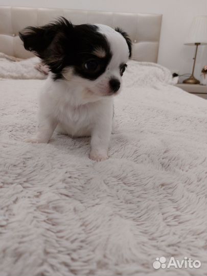 Чихуахуа девочка 2 месяца