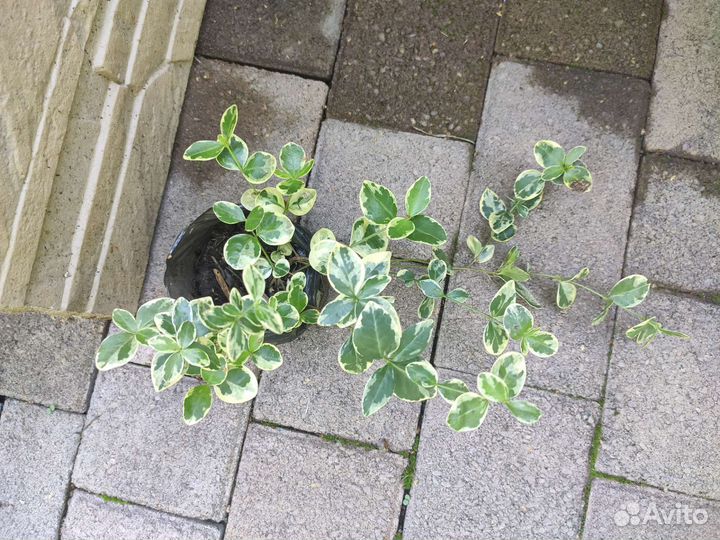 Барвинок пестролистный