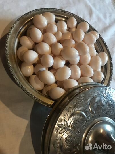 Яйца голубей, голубиные яйца