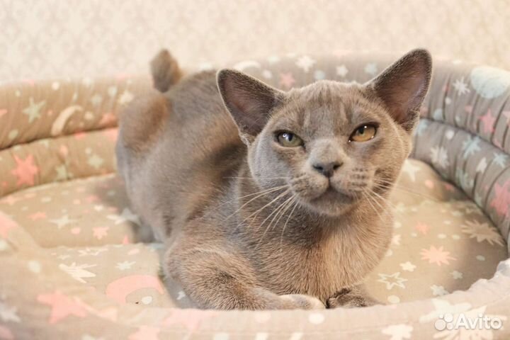Бурманские котята питомник