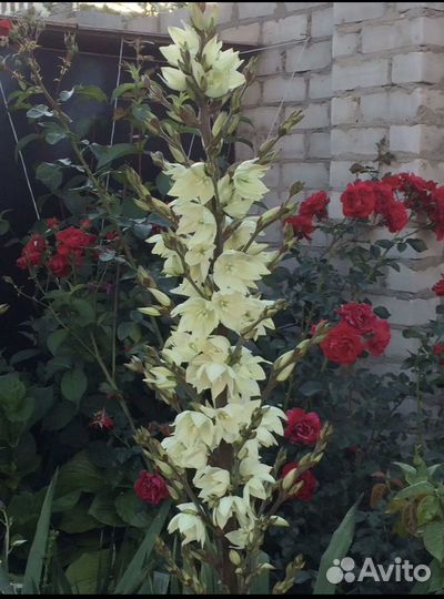 Юкка садовая