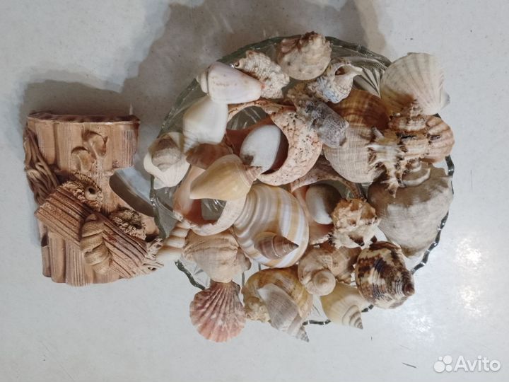 Ракушки для аквариума