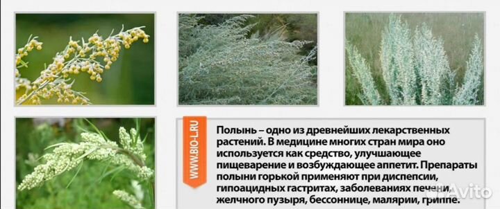 Масло для волос с еловыми побегали